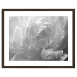 Ethereal Monochromatic Peony Petal Macro thumbnail