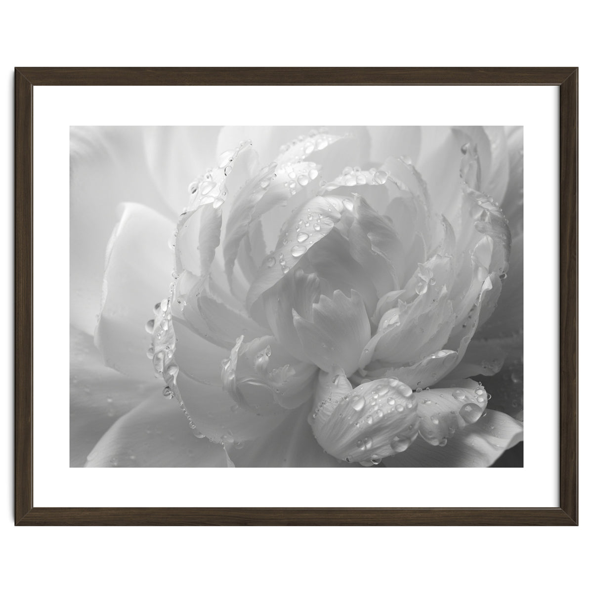 Ethereal Monochromatic Peony Petal Macro