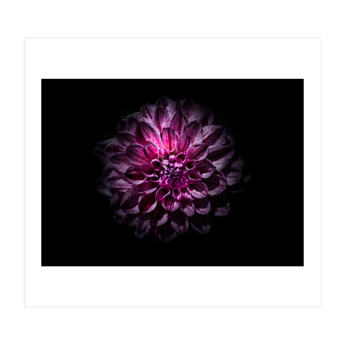 Backyard Flowers No 57 Color Version (Print Only)