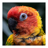 Sun Conure Parrot Bird With Water Droplets (Print Only) thumbnail