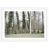 Sole white birch in the trees thumbnail