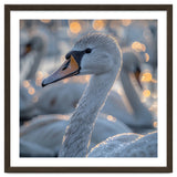 Majestic Swan Close Up With Water Droplets thumbnail