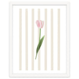 Single Tulip thumbnail