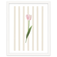 Single Tulip