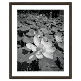 Hylas | Black & White thumbnail