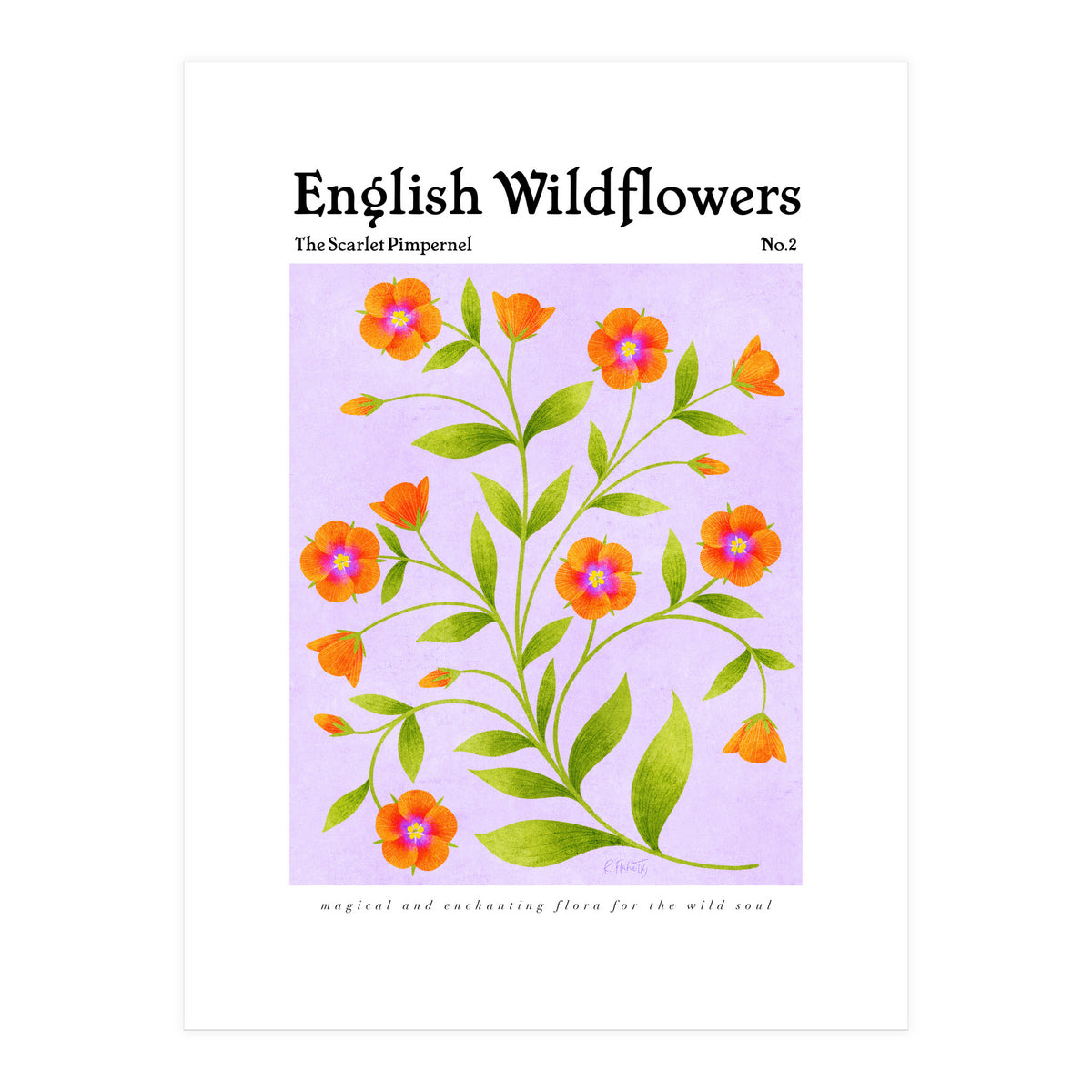 English Wildflowers | Scarlet Pimpernel  (Print Only)