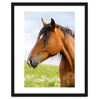 Horse Portrait