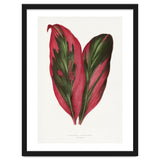 Alexander Francis Lydon & Benjamin Fawsett – Pink Dracaena Terminalis Leaf (1865) thumbnail