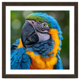 Close Up Blue And Yellow Macaw Parrot Face thumbnail