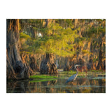Heron in the swamps (Print Only) thumbnail