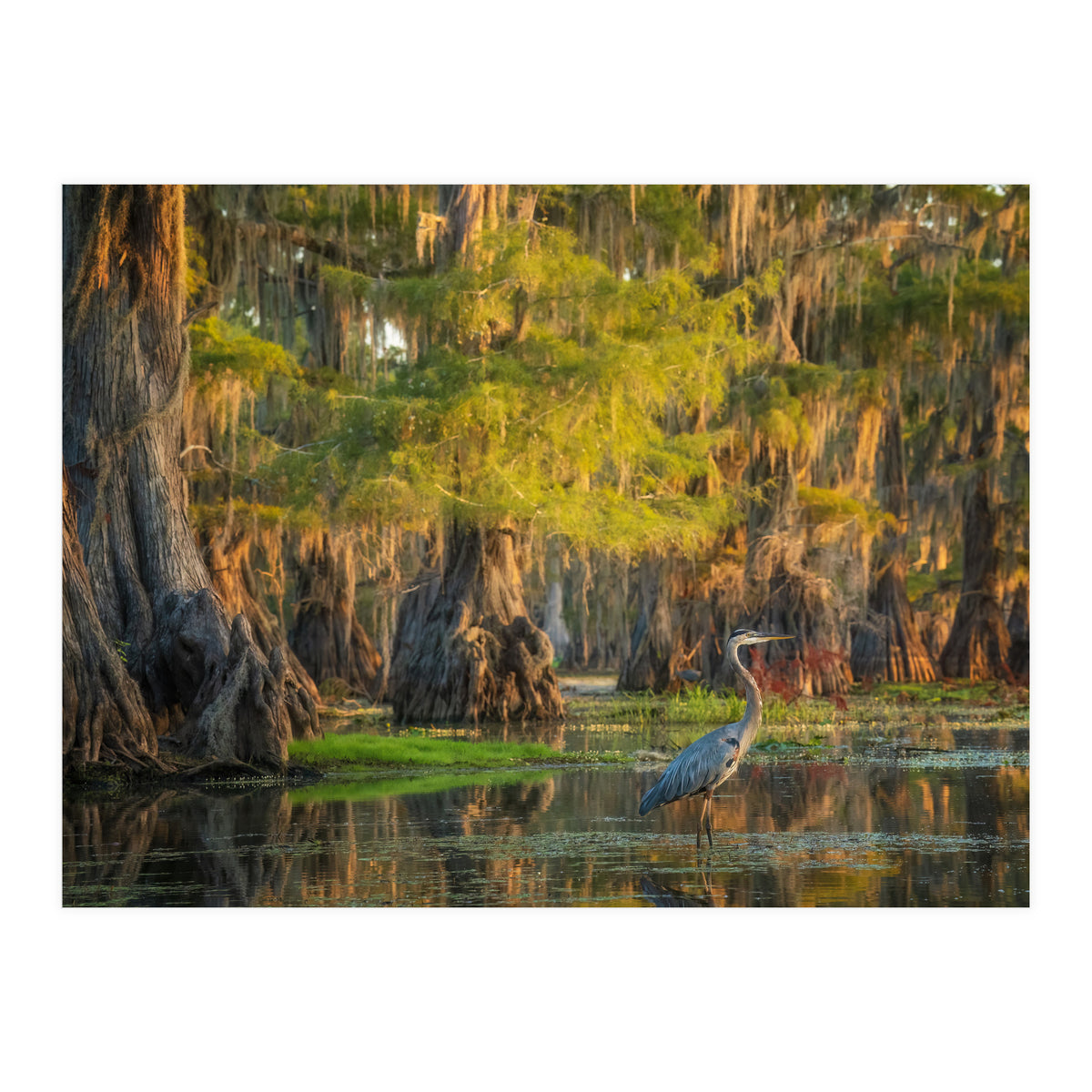 Heron in the swamps (Print Only)
