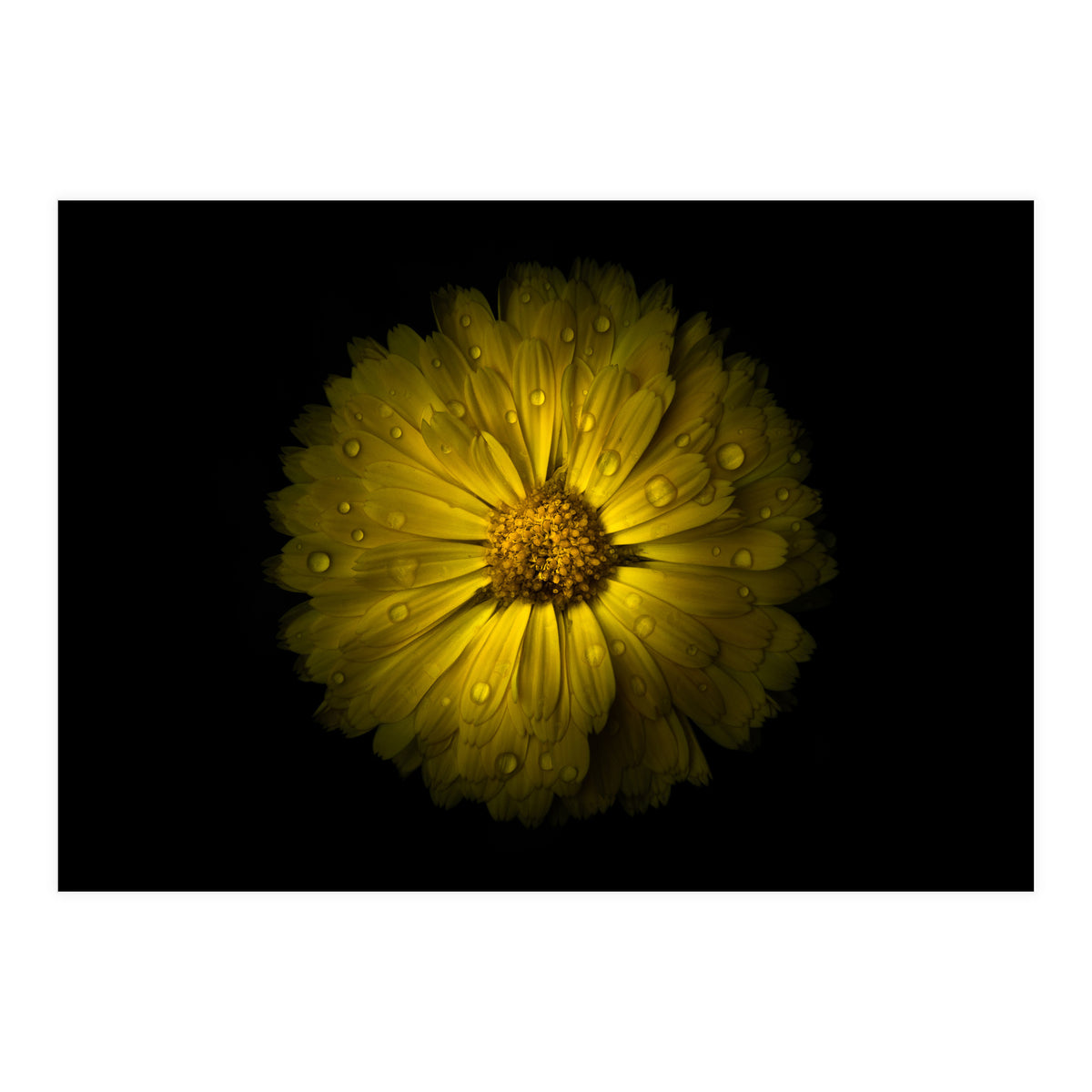 Backyard Flowers No 10 Color Version (Print Only)