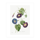 Pierre-Joseph Redouté & Henry Joseph Redouté – Star-Glory Morning-Glory (1827) (Print Only) thumbnail