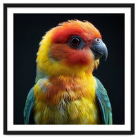 Vibrant Sun Conure Parrot Close Up Portrait