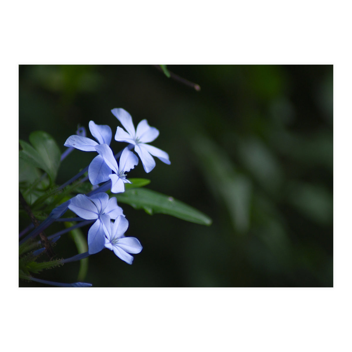 BLOSSOM. (Print Only)