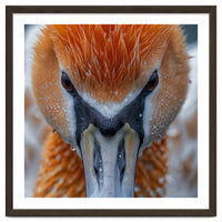 Close Up Of A Pelican's Beak With Water Droplets