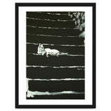 Cat On Stairs thumbnail