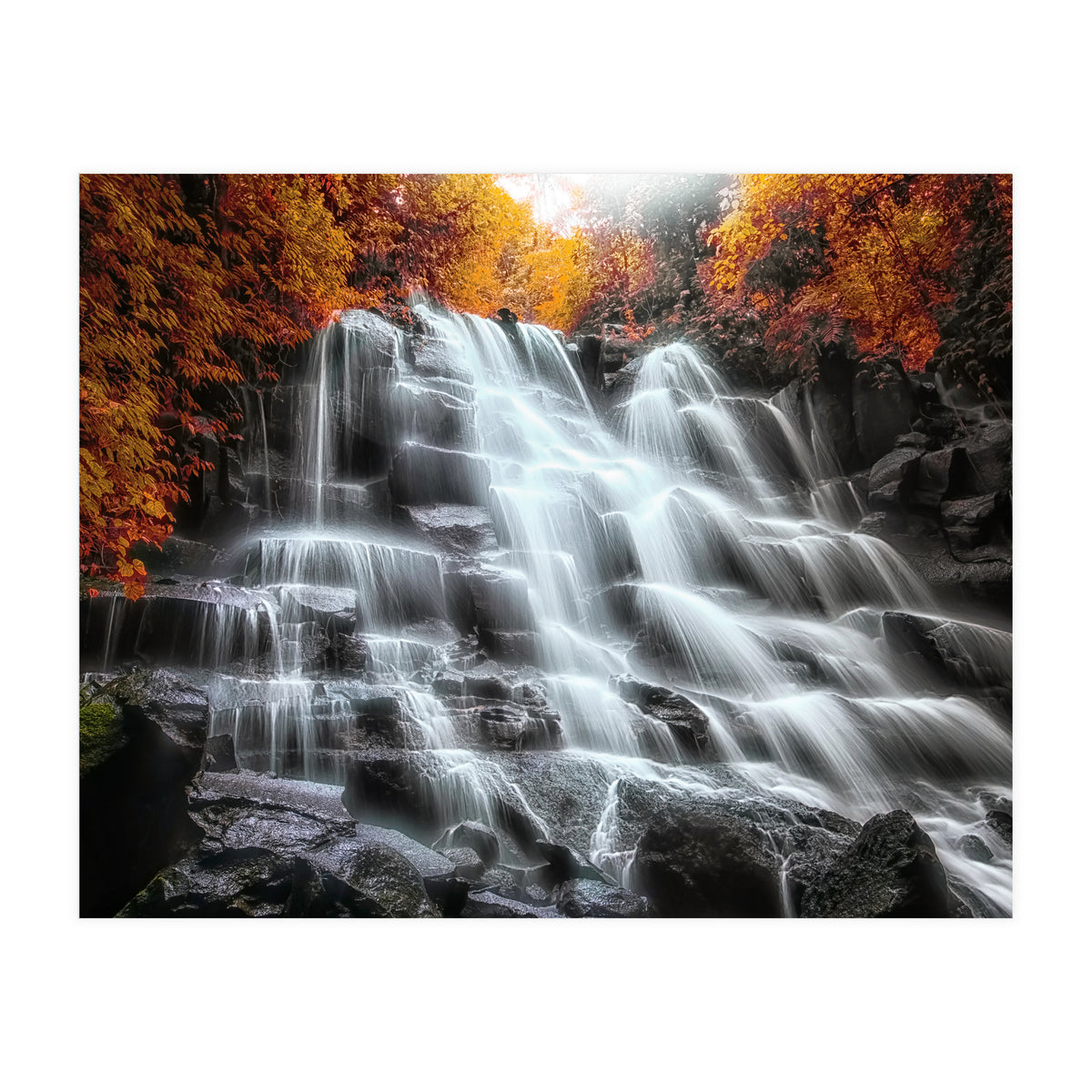 Into the woods (Print Only)