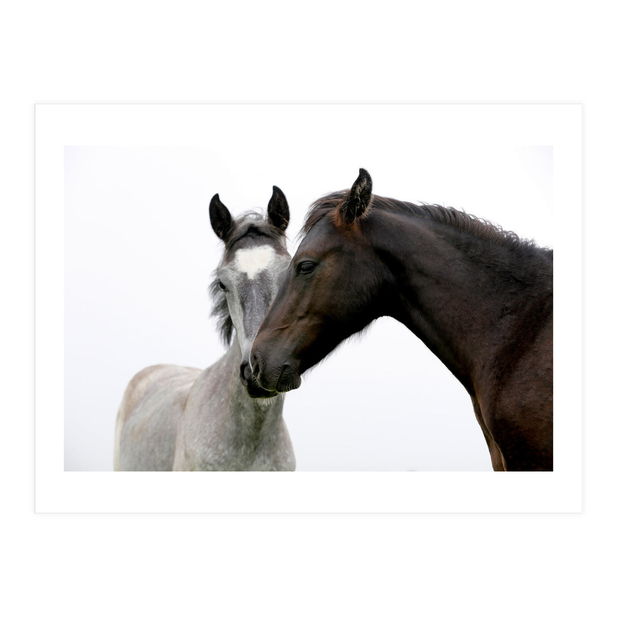 Two Horses (Print Only)