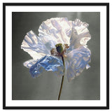 Shirley Poppy | Morning Silk thumbnail