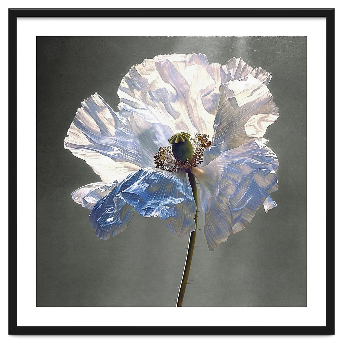 Shirley Poppy | Morning Silk