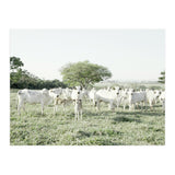 LIVING TOGETHER - WHITE COWS FAMILY (Print Only) thumbnail