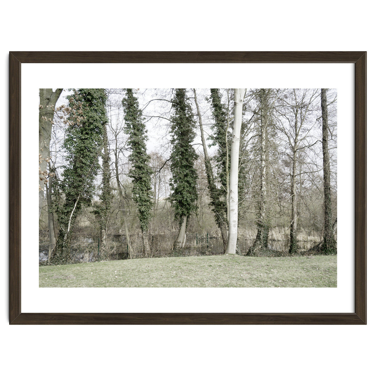 Sole white birch in the trees