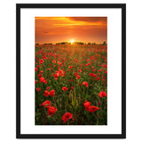Poppies At Sunset thumbnail