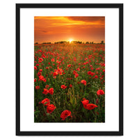 Poppies At Sunset