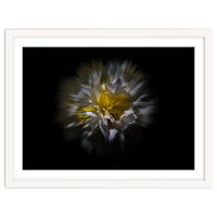 Backyard Flowers No 25 Color Flow Version