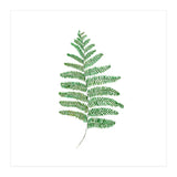 Fern  (Print Only) thumbnail