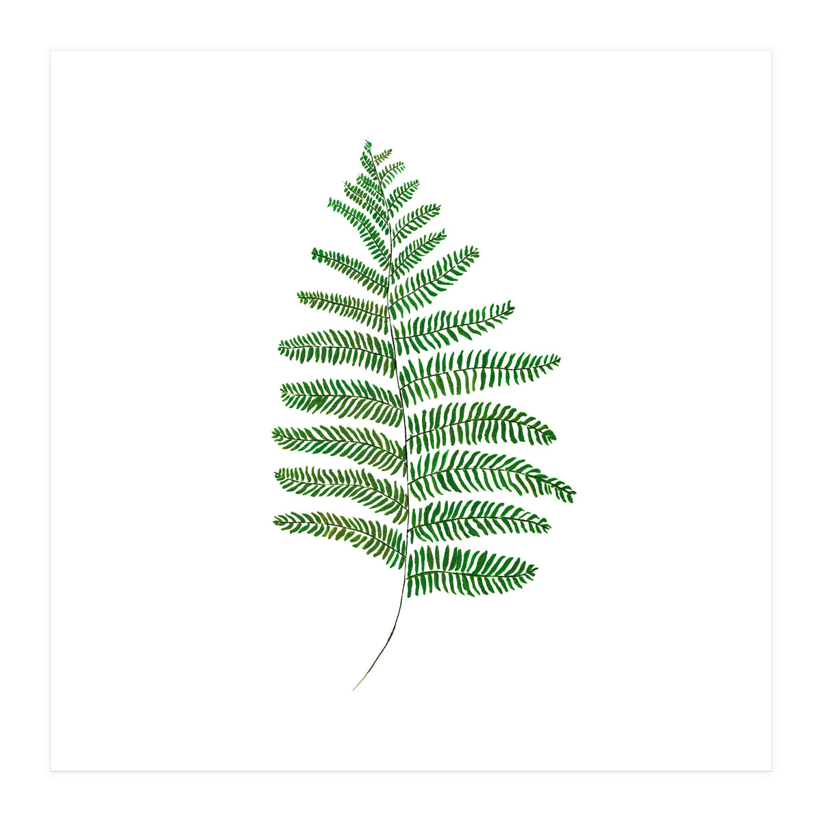 Fern  (Print Only)