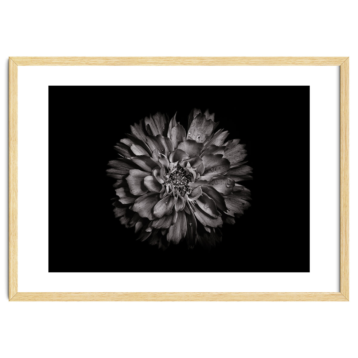Backyard Flowers In Black And White No 79