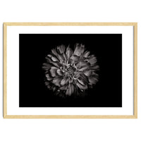 Backyard Flowers In Black And White No 79