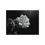 Desire (Print Only) thumbnail