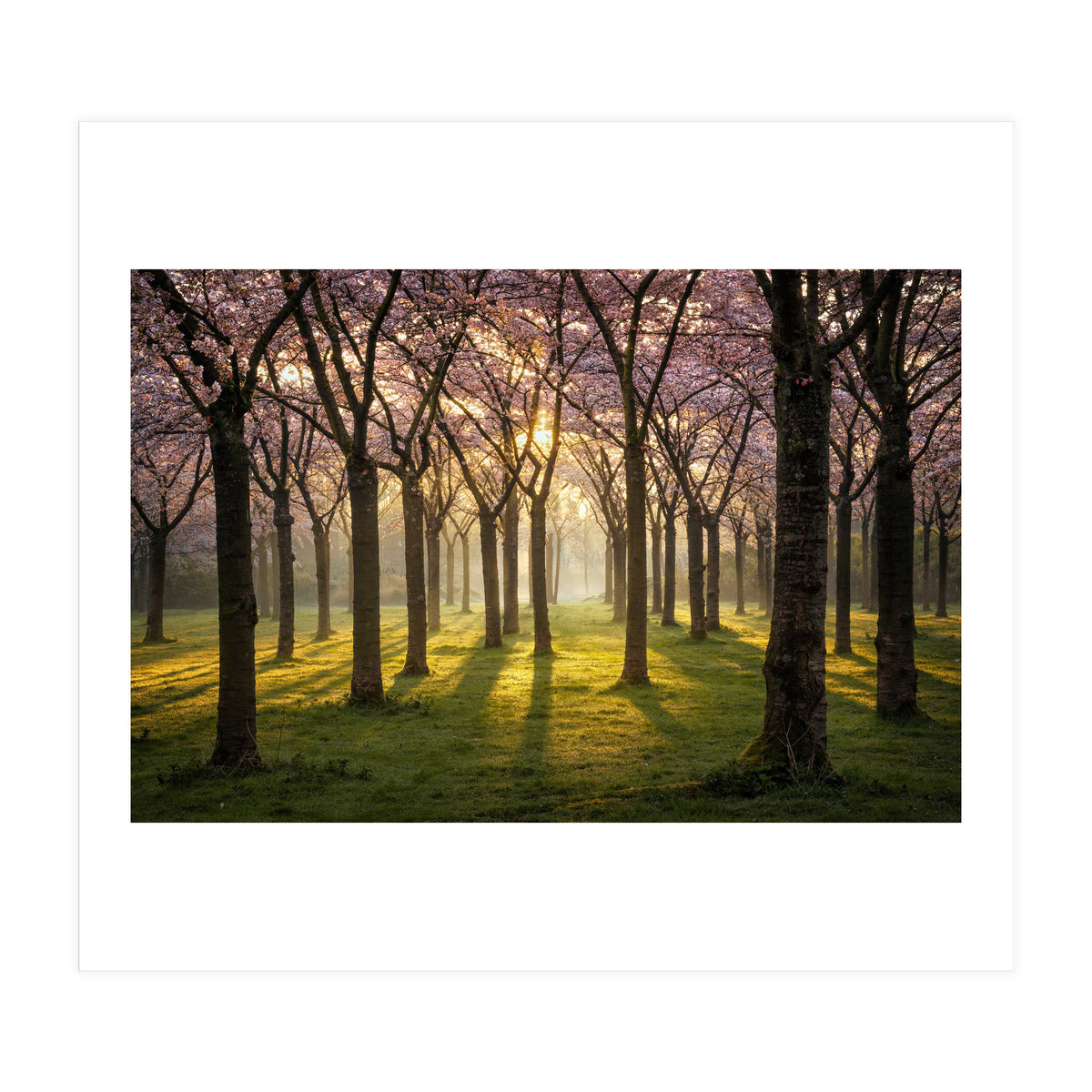Blooming cherry trees in soft morning light (Print Only)