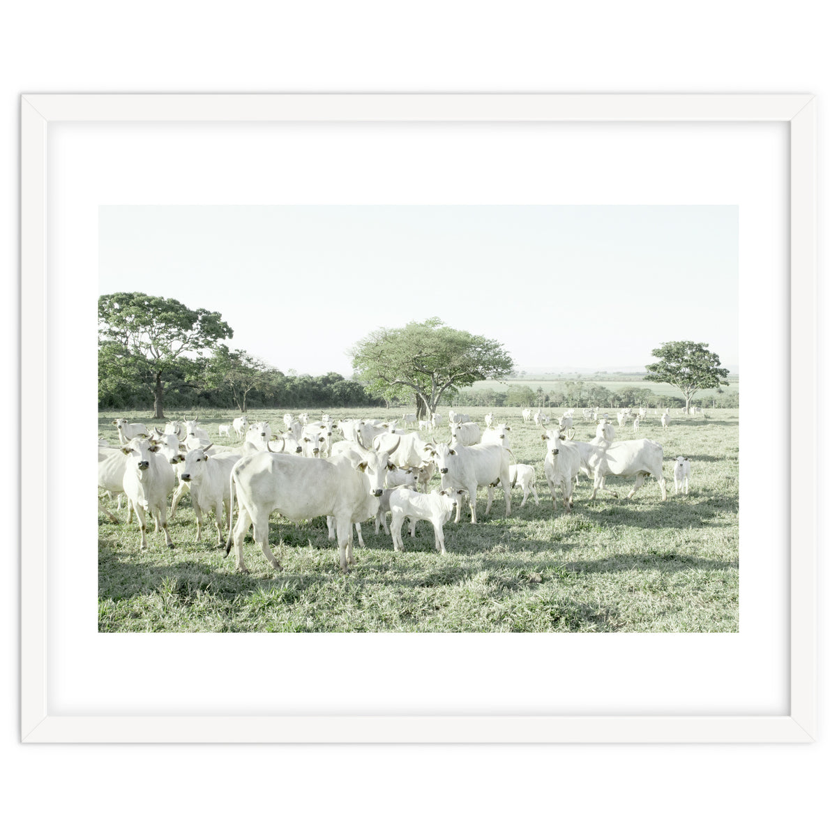 LIVING TOGETHER - WHITE COWS FAMILY