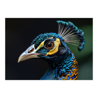 Close-up of a Peacock’s Head (Print Only)