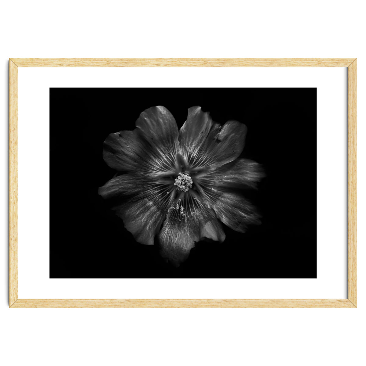 Backyard Flowers In Black And White 22