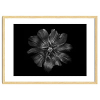 Backyard Flowers In Black And White 22