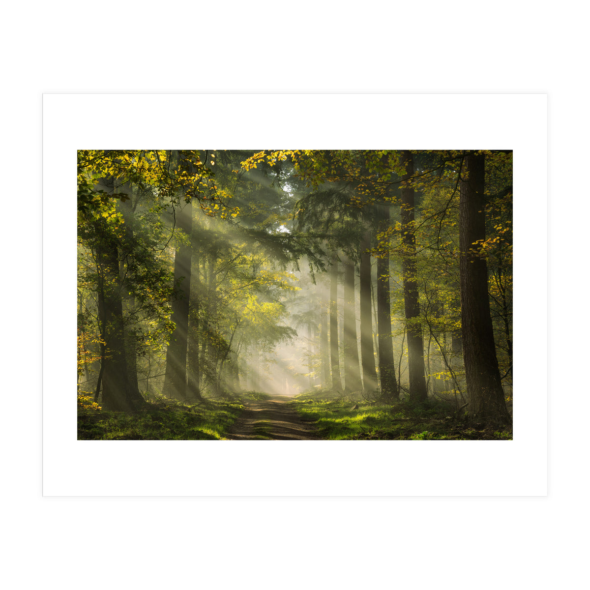 Sunrays in a Dutch forest (Print Only)