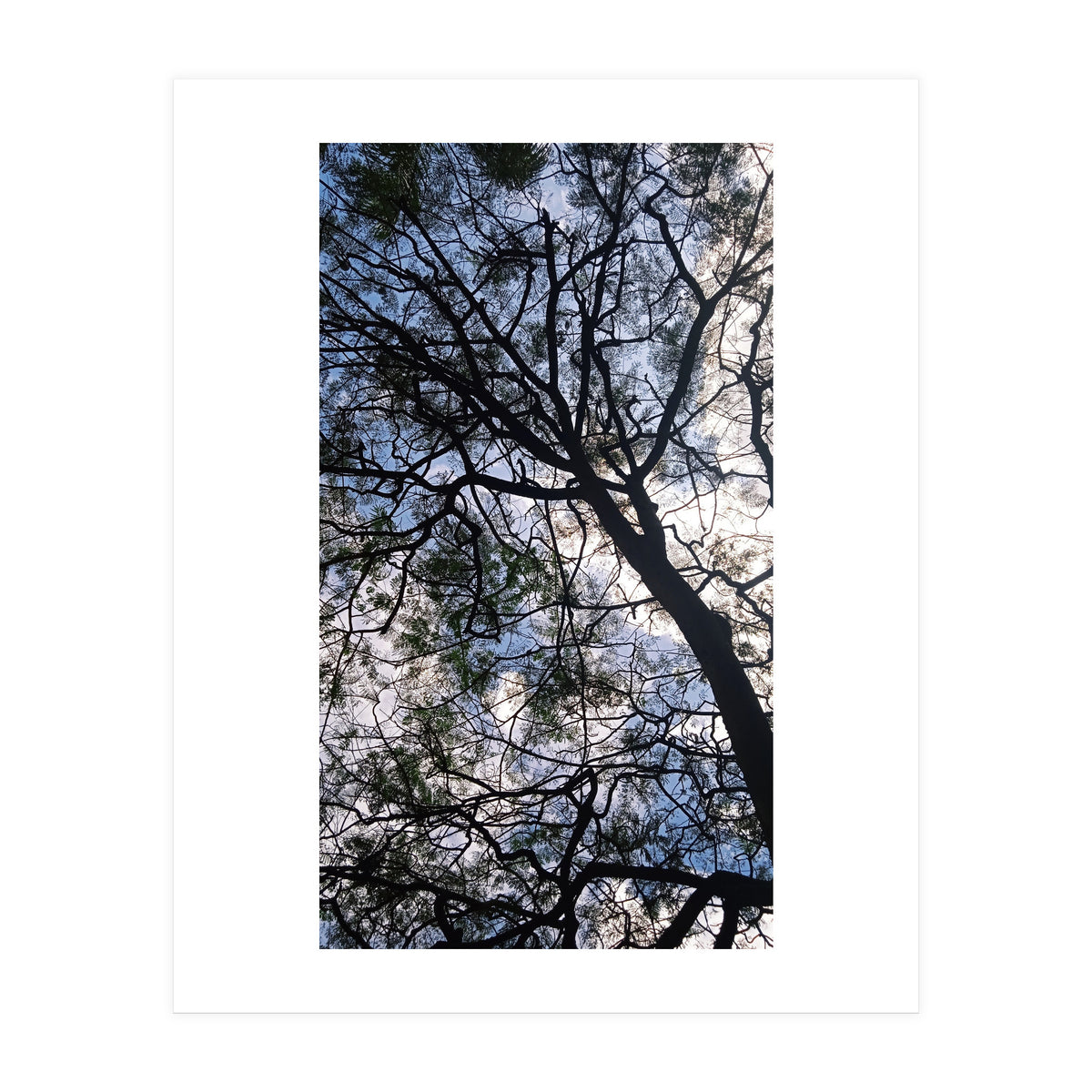 Tree from below  (Print Only)