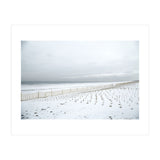 Winter grass in snow beach (Print Only) thumbnail