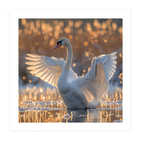 Swan Spreading Wings In Water Sunlight (Print Only)