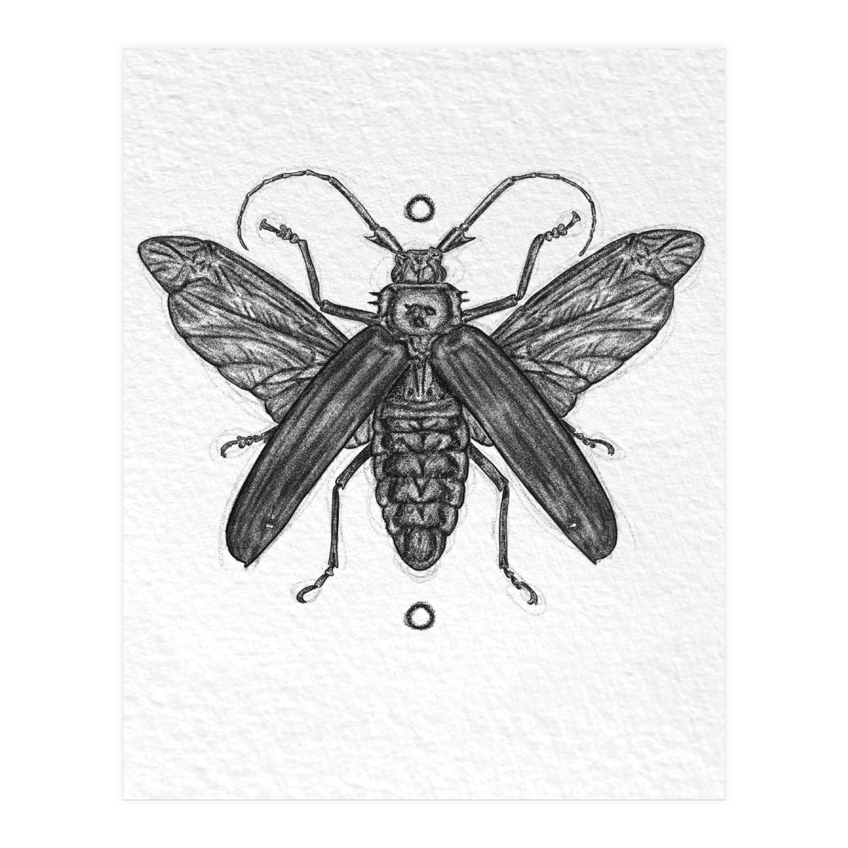 Riesen Longhorn Käfer (Print Only)