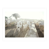 LIVING TOGETHER - WHITE COWS FAMILY (Print Only) thumbnail