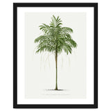 Oswald de Kerchove de Denterghem – Vintage Palm Tree Illustration (1878) thumbnail
