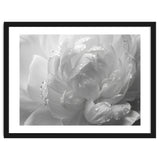 Ethereal Monochromatic Peony Petal Macro thumbnail