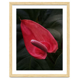 Red Anthurium Flower thumbnail