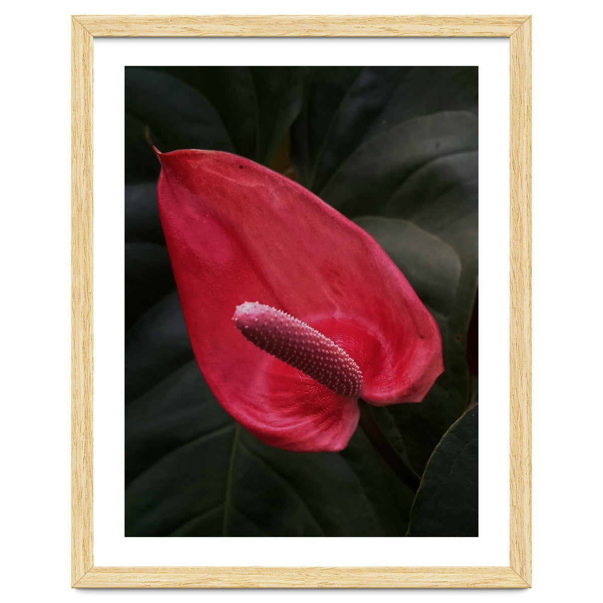 Red Anthurium Flower